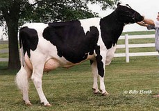 Ricecrest Luke Lauren EX-91 Ricecrest Luke Lauren EX-91