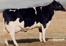 Ricecrest Ned Boy Doreen EX-91