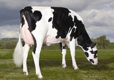 Richmond-FD S Barbara EX-90 Richmond-FD S Barbara EX-90