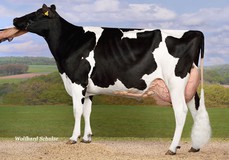 RIT Idalia VG-86