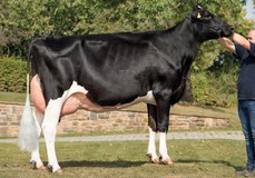 RIT Ifgenia, full sister RIT Imke VG-86