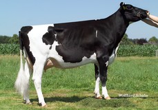 KNS Riviera VG-86