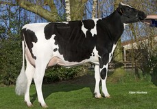 Roccafarm Beacon Chrissy VG-87