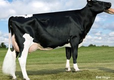 Ronelee Boliver Dreary VG-86