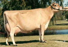 Ron-Net Maple Dorie Dee EX-95