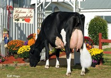 Rosedale Lexington-Et EX-95