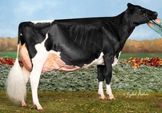 Rosiers Blexy Goldwyn EX-97