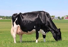 Rosiers Blexy Goldwyn EX-97