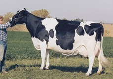 C Glenridge Citation Roxy EX-97