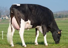 Royal Idevra Eva VG-86 Royal Idevra Eva VG-86
