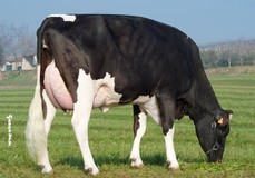 Royal Idevra Eva VG-86