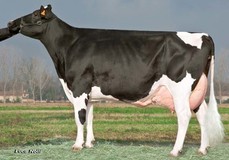 Royal Idevra Titanic Estate EX-90