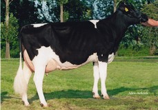 Rozalin VG-87