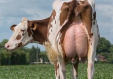 RZH Enya Red VG-88