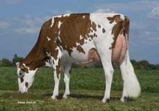 RZH Enya Red VG-88