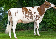 Salsa P Red VG-87