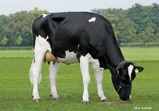 Sanderij Massia Elba VG-86