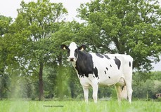 Sanderij Massia Sneeuwwitje RDC VG-89