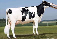 Sandy-Valley IO Amethyst VG-87