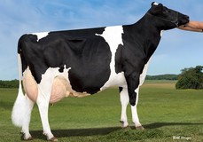 Sandy-Valley RBS Emerald VG-88