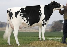 Sandy-Valley Sho Sonador VG-88