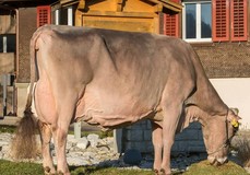 Schmibachs Collection Corella EX-95