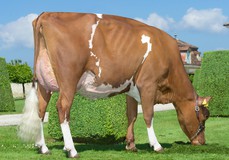 Schrago Butler Isa EX-91