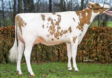 Schuit Solana P Red VG-86