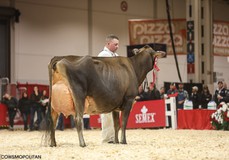 Schulte Bros Tequila Shot at Royal 2017 EX-93