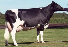 Scientific Beauty Rae EX-90