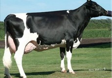 Scientific Beauty Rae EX-90