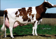 Scientific S Harmony-Red EX-92 Scientific S Harmony-Red EX-92