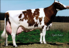 Scientific S Harmony-Red EX-92