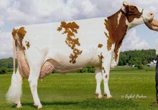 Scientific SS Debut-Red EX-90