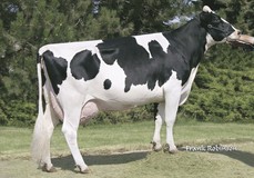 Seagull-Bay Oman Mirror VG-86