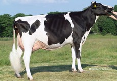 Seeger's Illusion VG-87