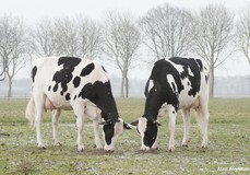 Bertaiola Bolton Lidia (R) VG-86