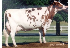 S-F-L Enhancer Scarlette-Red VG-89