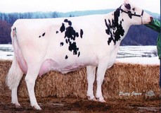 Sher-Est Emory Swanny EX-90