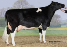 Viking Shottle Cami VG-88