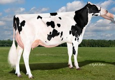 Siemers Monterey Hanina