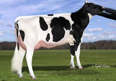 Siemers Rubicon D-Rozza VG-89