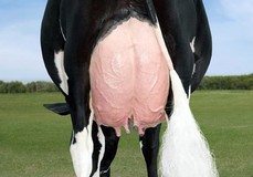 Silvermaple Damion Camomile EX-95 Silvermaple Damion Camomile EX-95