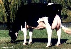 Snow-N Denises Dellia EX-95