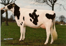 Southland Dellia 2 VG-88