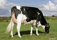 Southland Dellia 9765 VG-86