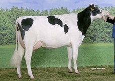 Southland Dellia 95 VG-89