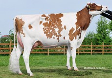 SPH Croteau Brekem Saga Red VG-86