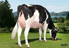 Les091 Baxter Model Rubis VG-88