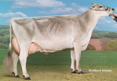 Steiner's Wurl Ashlyn EX-93